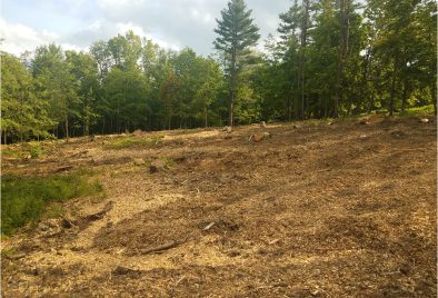 Cleared forest area with surrounding trees.