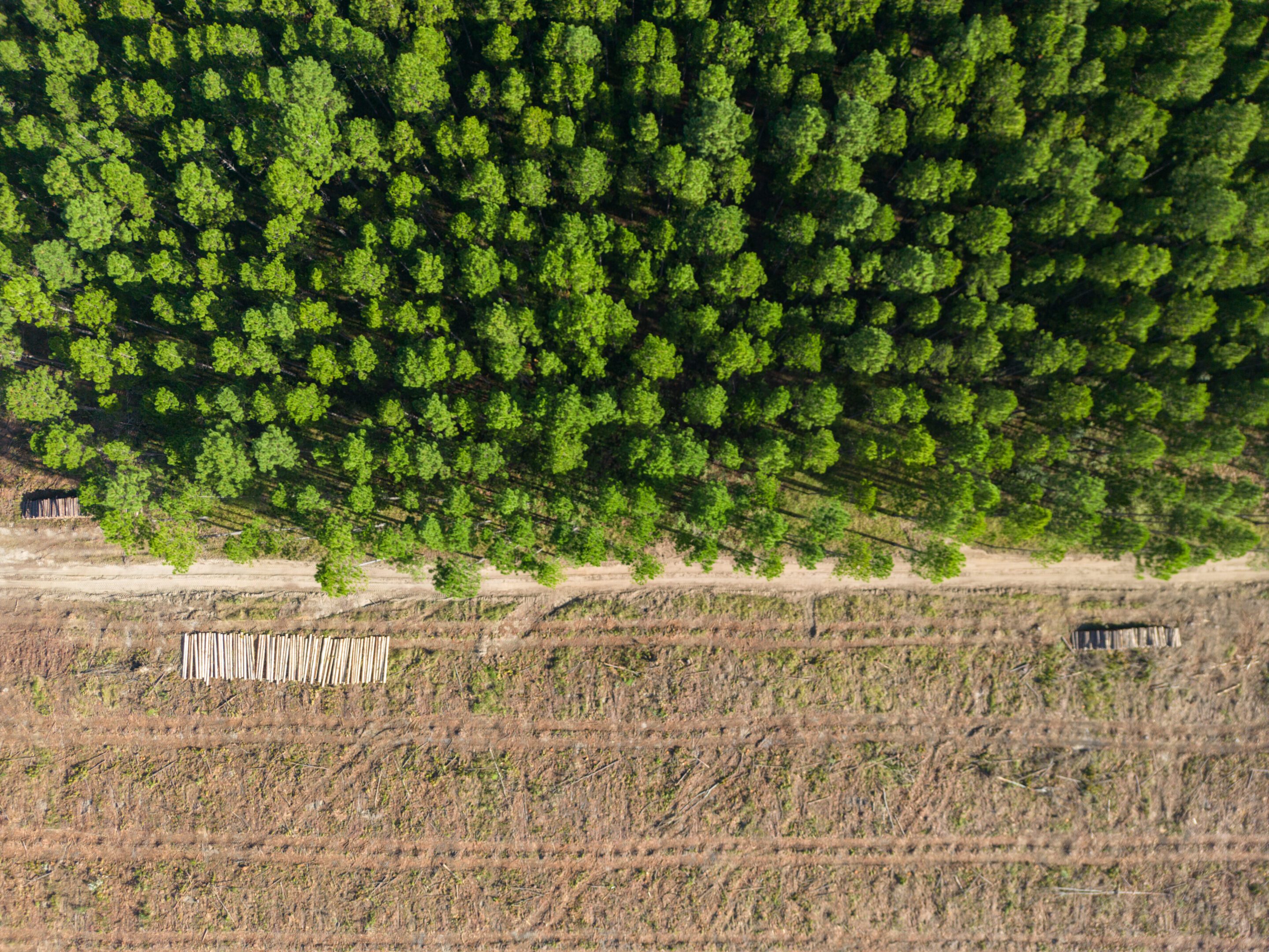 Aerial view of forest and logging area.